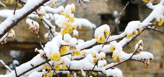 冬天的梅花（傲雪凌霜）