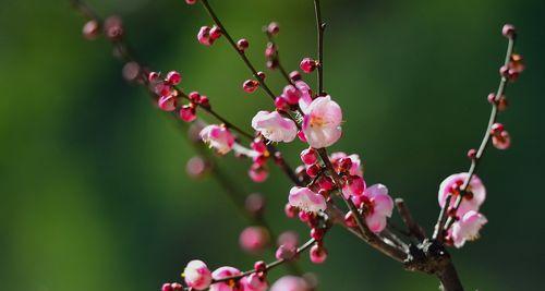 冬日梅花的傲立（寒冷中的芬芳和力量）