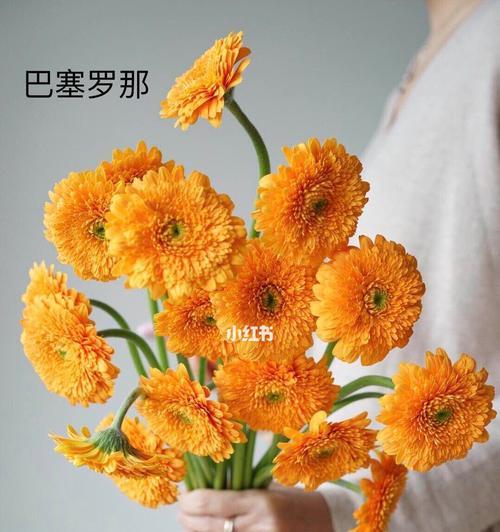 非洲菊（非洲菊的含义及其在社会中的象征意义）