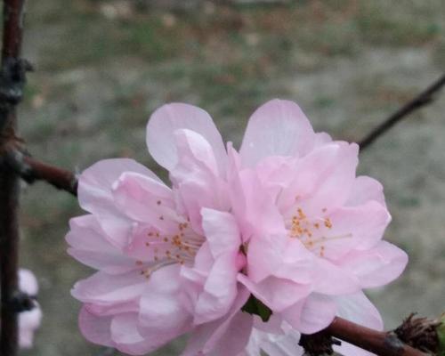 粉色梅花的花语及其寓意（解读粉色梅花）