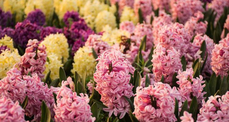 风信子花语（以风信子花语为线索）