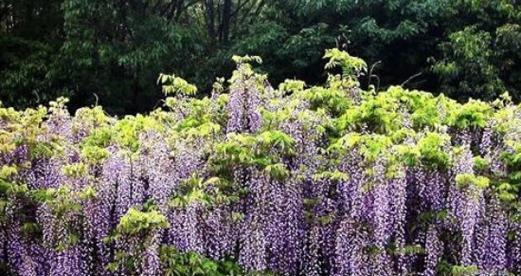 紫藤花语及寓意（探索紫藤的浪漫与神秘）