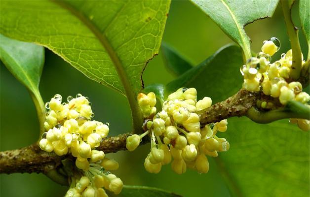 桂花花语的美丽与寓意（桂花的花语及其文化内涵）