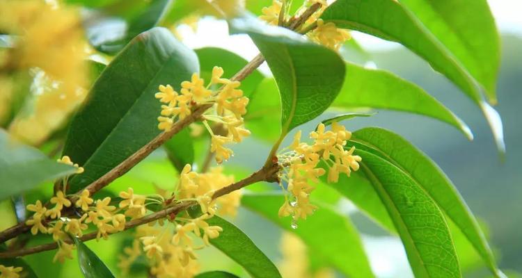 桂花花语的深刻意义（探索桂花花语传递的情感与启示）