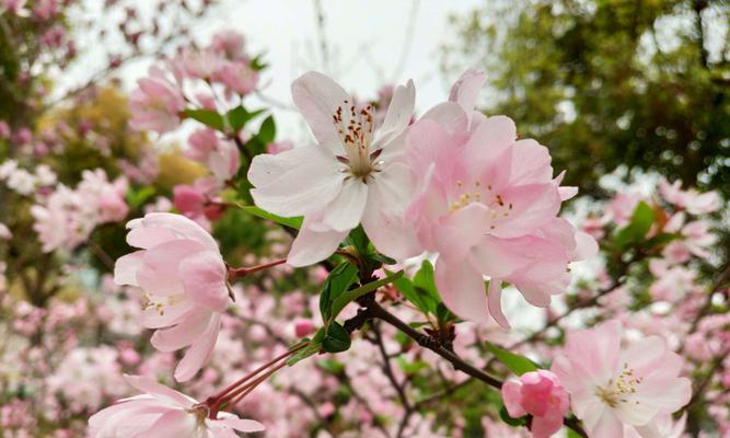 海棠花（海棠花的爱情寓意及其象征意义）