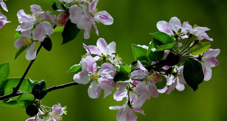 海棠花（探寻海棠花的花语之美）