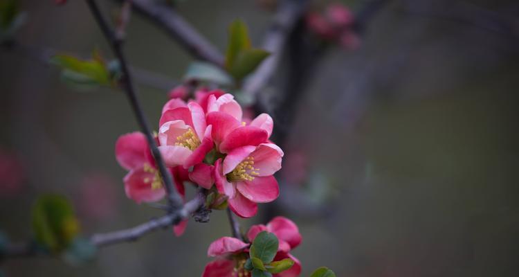 海棠花（探寻海棠花的花语之美）