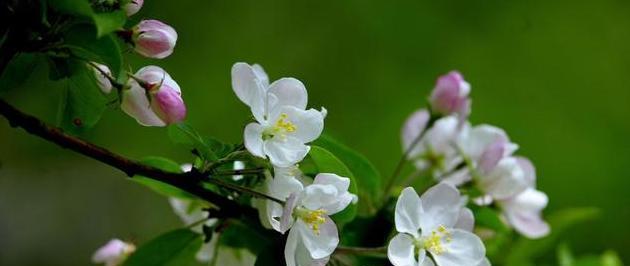 《海棠花的花语与含义》（揭秘海棠花的神秘之语）