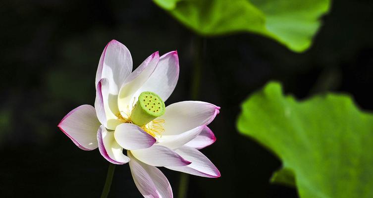 荷花的特征与象征意义（一场华美的水上花园永恒的纯洁与坚韧）