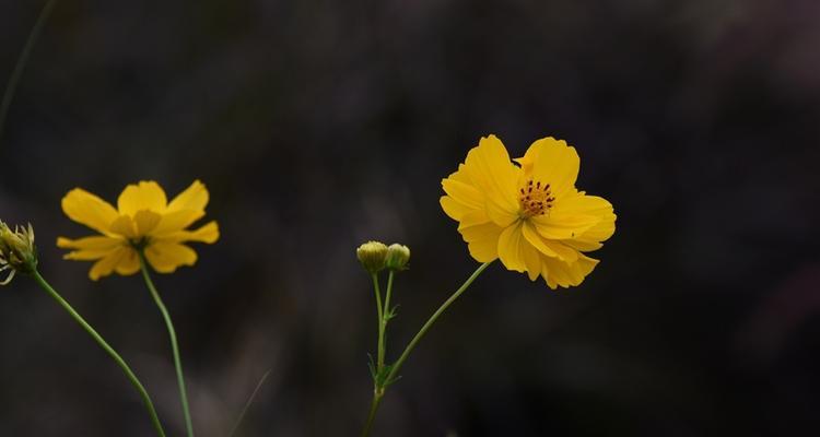 黑色波斯菊花语（探索黑色波斯菊的花语与魅力）