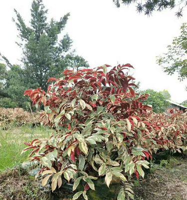 红背桂花的美丽与寓意（香气四溢）