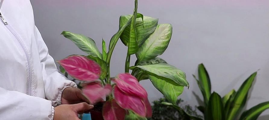 花叶万年青花语——赋予生命以美的象征（感悟自然之美）