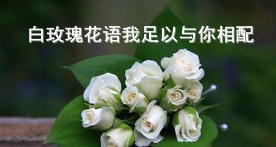 以花语9支玫瑰代表什么（解读玫瑰花语及象征意义）