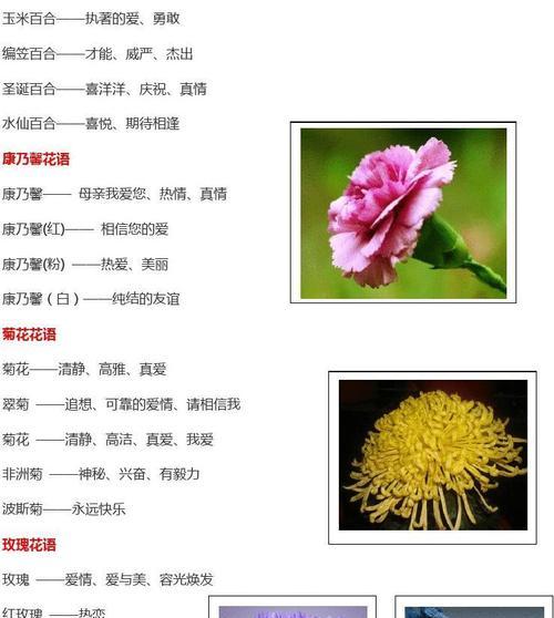 花色瑞彩，各色菊花的花语（菊花之美）