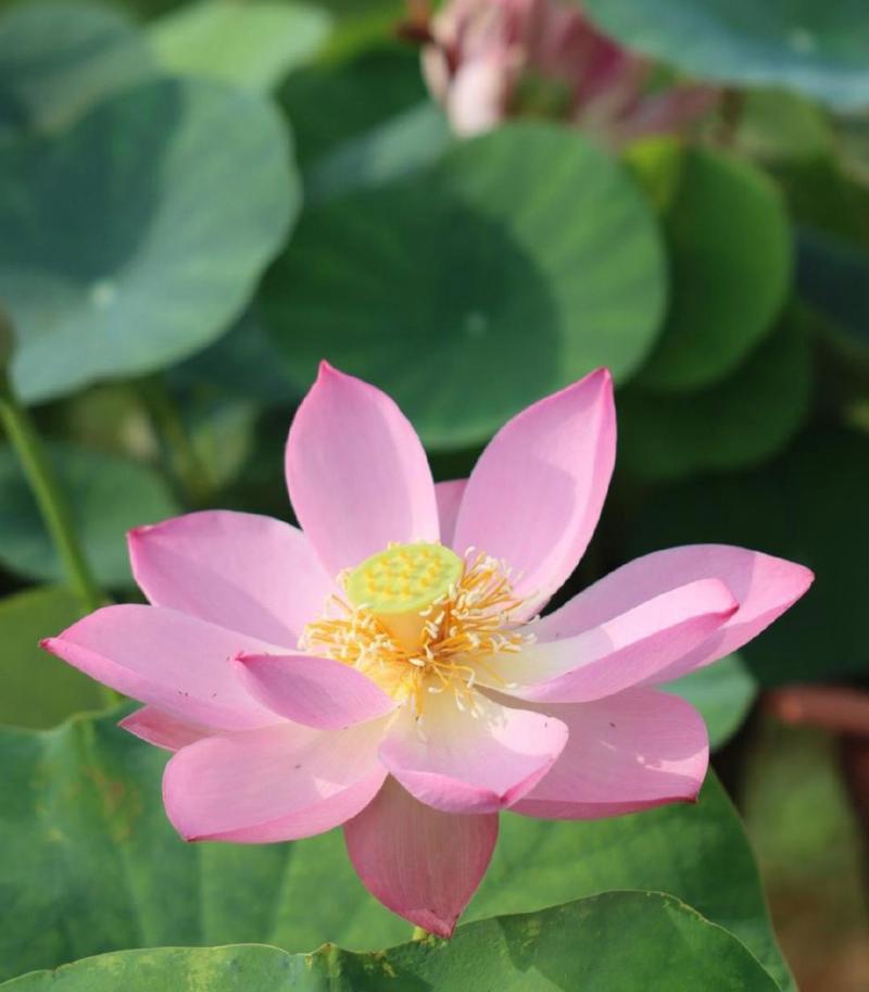 黄色荷花花语——黄色的含义与象征（赏黄色荷花）