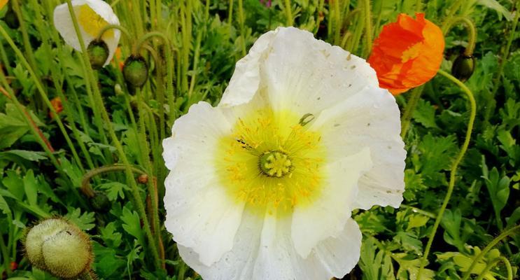 黄色虞美人花语（以黄色虞美人花为纽带）