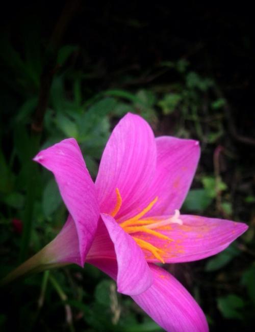 韭兰花语（传递希望与坚毅的花朵）