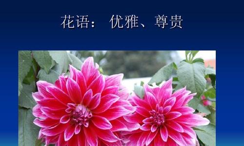 菊花的花语与象征意义（菊花的美丽与深远寓意）