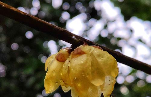 腊梅花的花语（揭秘腊梅花花语背后的含义）