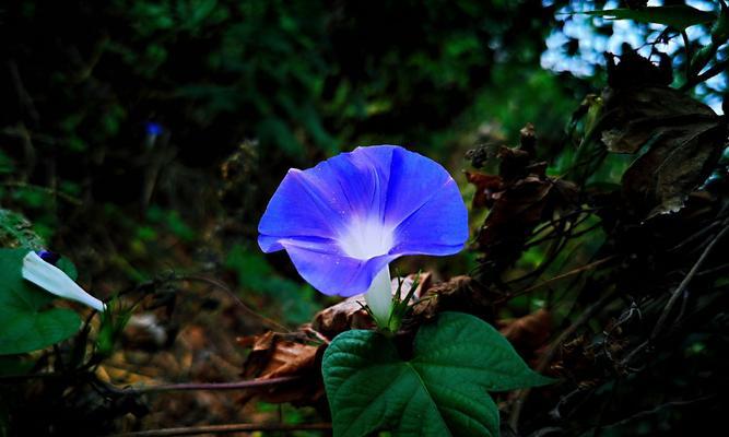 蓝色牵牛花的花语——寻找真爱的象征（美丽而神秘的蓝色牵牛花）