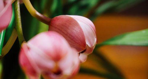 兰花的花语与其华美外观（传递高雅和祝福的兰花）