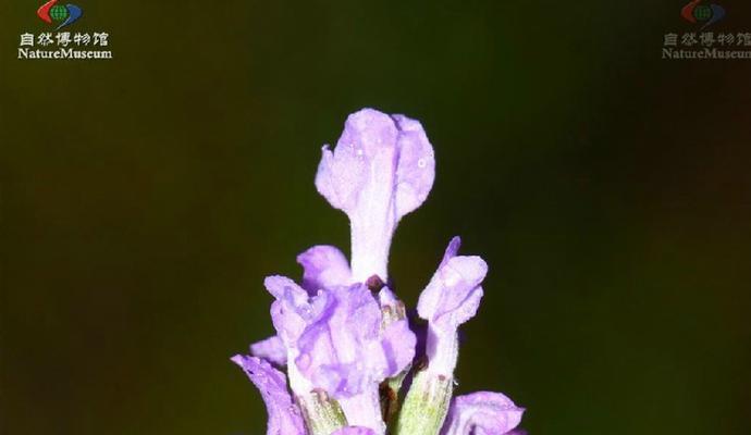 探秘熏衣草花期（熏衣草花期分析及赏花攻略）