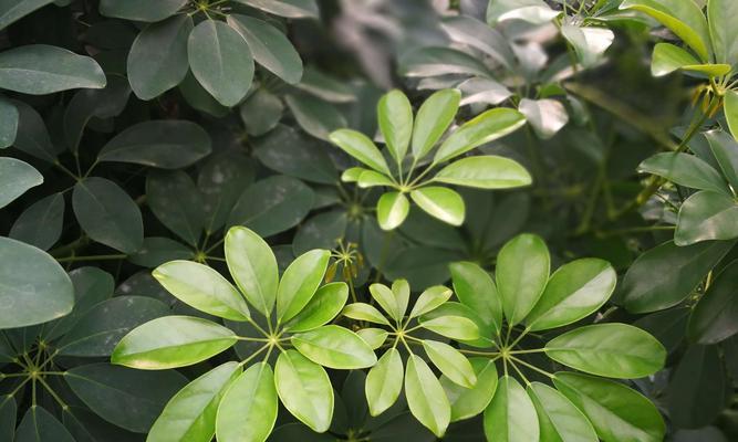 鸭脚木开花的预兆（揭秘鸭脚木开花的5种预兆）