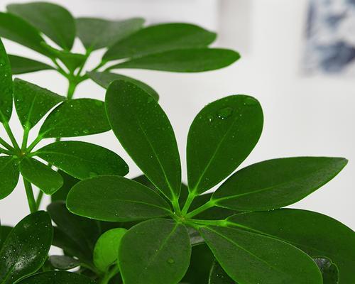 了解鸭脚木植物（探究鸭脚木的生长环境与树种特点）