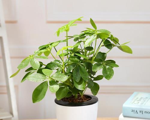 鸭掌木的生长习性解析（喜阴的多肉植物与生活美学）