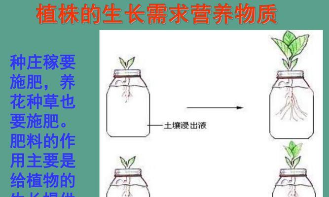 鸭掌木的种植技巧与土壤选择（以土壤为主要考虑因素）