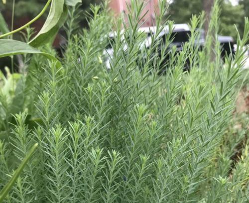 亚麻花种子的最佳种植时间（掌握关键时间）