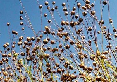 亚麻的种植适合性及相关因素（探讨亚麻在何种地区种植最为适宜）