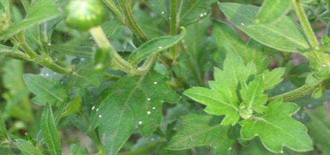 烟丝的种类和用途（从植物学角度看烟丝的种类和用途）