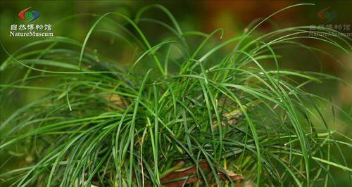 沿阶草究竟是木本植物吗（探究沿阶草的植物特征与分类归属）