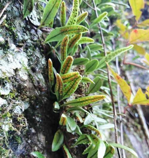 如何养护健康的眼树莲（从环境到日常细节）