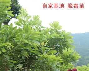 杨梅北方种植指南（北方种植杨梅的技巧与要点）