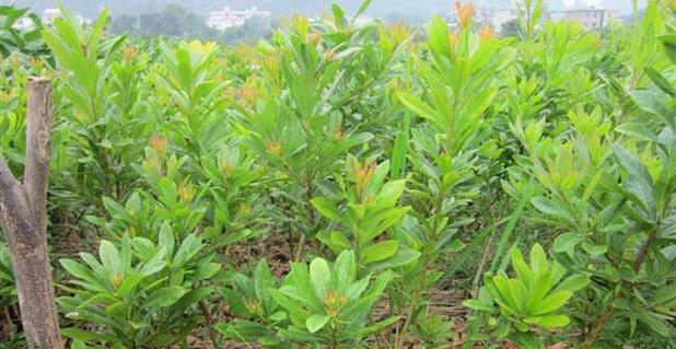 杨梅北方种植指南（北方种植杨梅的技巧与要点）