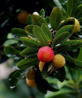 杨梅南方种植的可行性分析（探究南方地区种植杨梅的优势和风险）