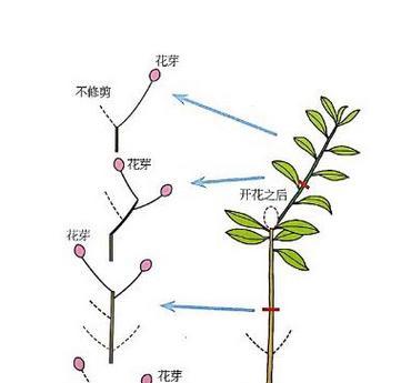 杨梅树的剪枝时间和方法（掌握正确剪枝技巧）