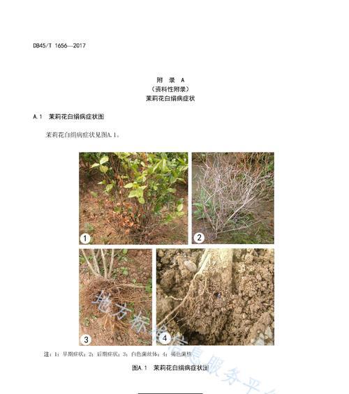 杨树病虫害防治技术与方法措施（全方位科学防治杨树病虫害）