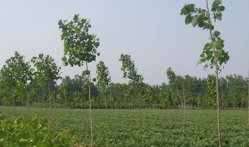 杨树种植技巧（选择合适的种植月份和注意事项）