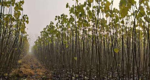 种植杨树苗的最佳月份（选对时间）