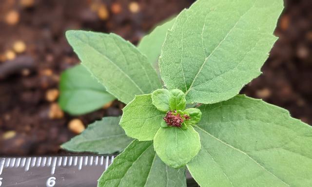 揭秘杨树开花时间，一年四季开不停（杨树开花时间及特点分析）