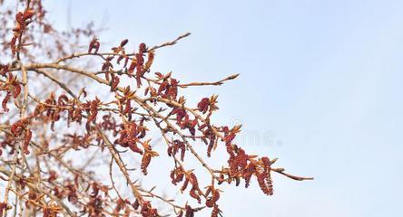 揭秘杨树开花时间，一年四季开不停（杨树开花时间及特点分析）