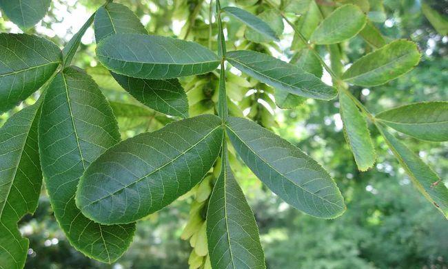 杨树是一种种子植物（了解杨树的特点和生长环境）