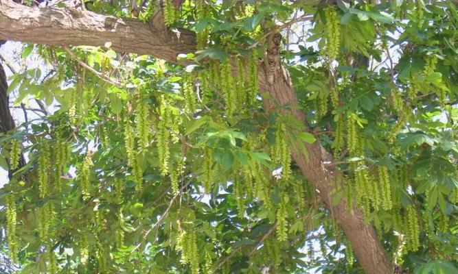 探究杨树属于哪一类植物（植物的分类体系和杨树的特征）