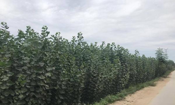 杨树种植与管理（如何种植健康的杨树）