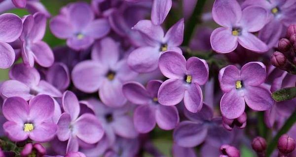 丁香花（赏丁香花）