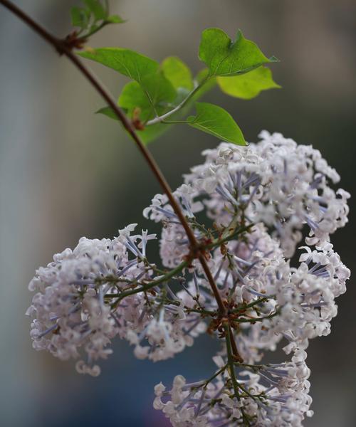 丁香花（赏丁香花）