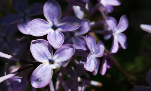 丁香花（赏丁香花）